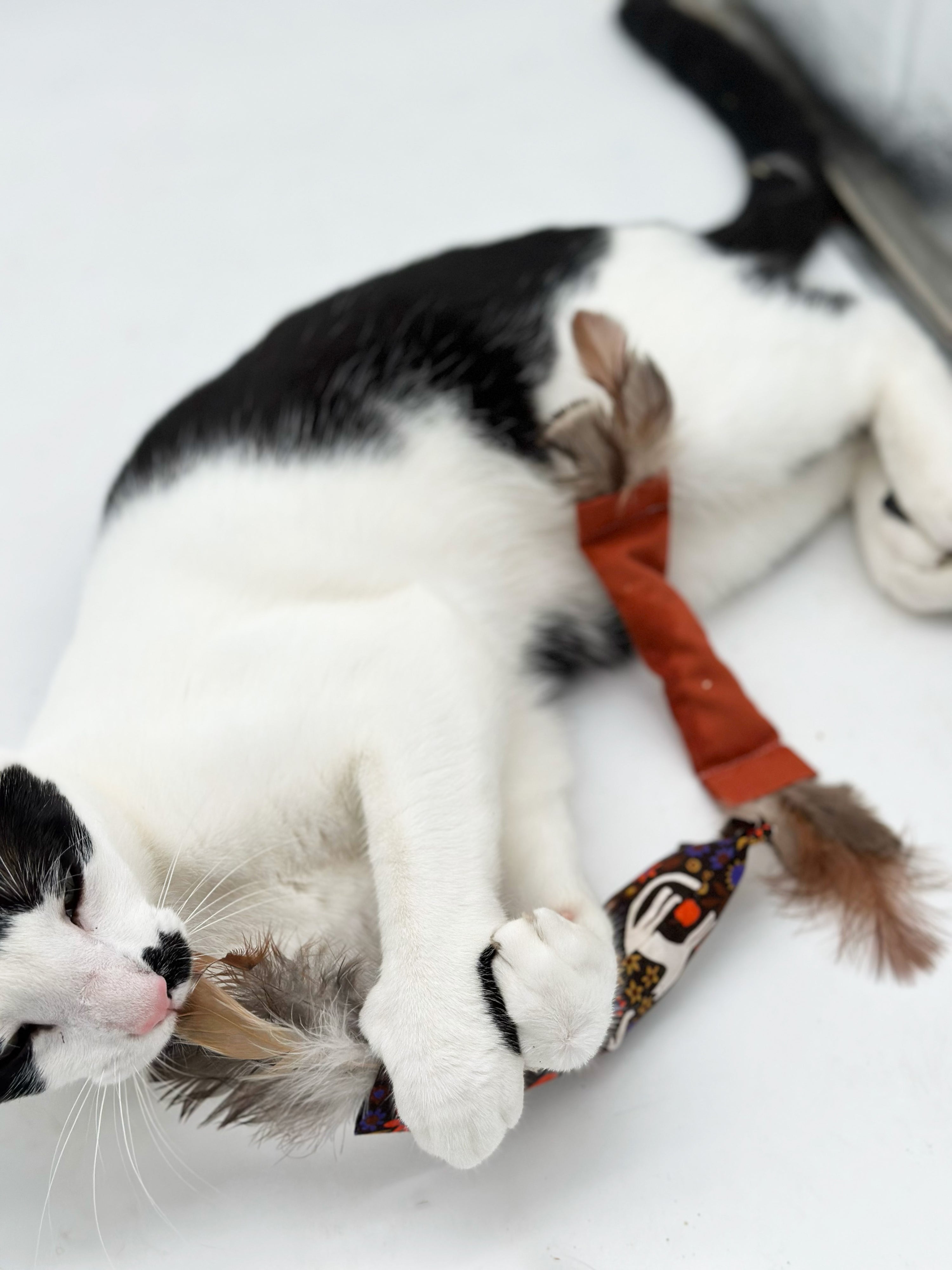 Cat-umn Harvest Gift Set