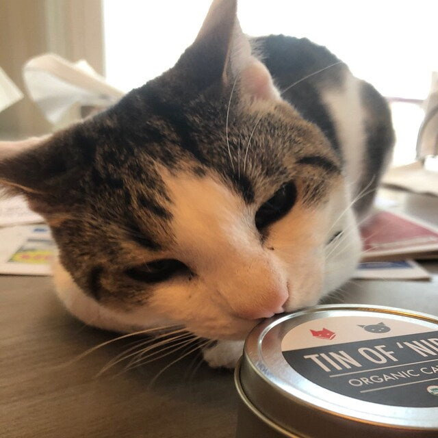 Tin of 'Nip - Organic Catnip