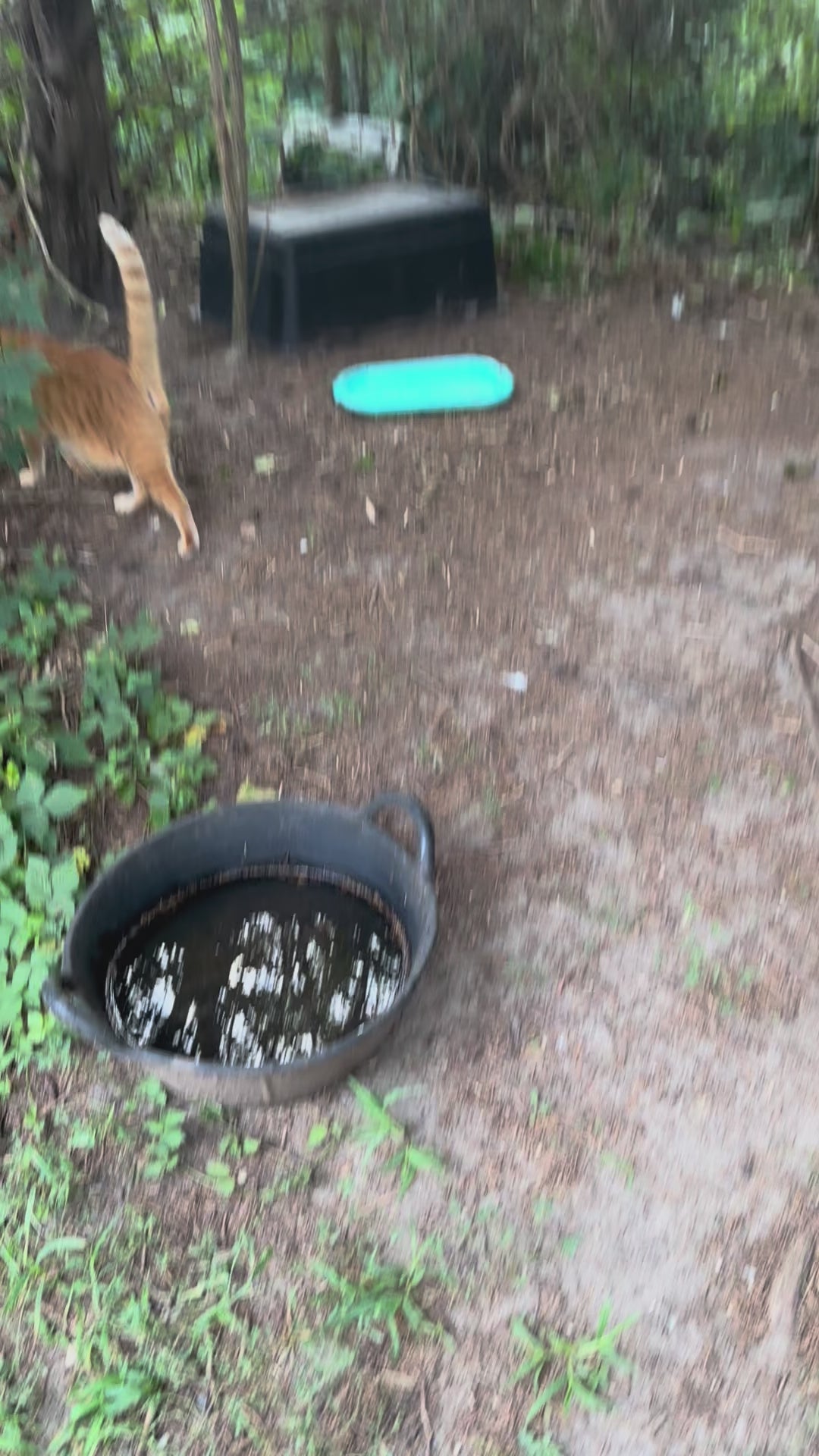 Feral cat colony